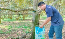 Sitto CNB giúp cây trồng khỏe mạnh