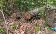 Phát hiện vụ khai thác, vận chuyển gỗ quý tại huyện Xuyên Mộc