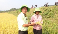 Lúa TBR97 lập kỷ lục năng suất ở Quảng Ngãi