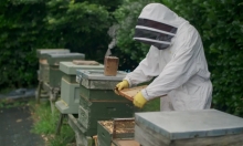 Ngành ong mật chuyển dịch từ 'sổ hóa' sang 'số hóa'