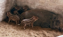 Xuất hiện ổ dịch tả lợn châu Phi tại Quảng Yên