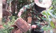 Nuôi ong rừng ở Giăng Màn: [Bài 1] Công phu thuần hóa ong rừng