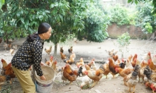 1.300 cơ sở chăn nuôi ở Quảng Ninh chưa đúng quy định