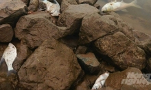 Nam Định tìm nguyên nhân cá chết bất thường hơn chục km dọc sông Đáy
