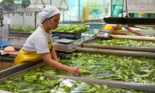 Toàn cảnh chuỗi sản xuất chuối hàng đầu thế giới tại Philippines