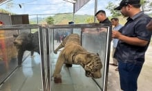 Bảo tàng tỉnh Lào Cai tiếp nhận tiêu bản động vật hoang dã