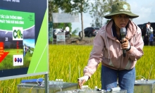 Mô hình Forward Farming giúp trồng lúa giảm 1,5 - 4 triệu đồng/ha