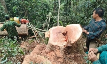 Thanh Hóa: Bắt quả tang 5 đối tượng khai thác gỗ trái phép
