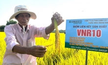 Bộ giống lúa Vinaseed chinh phục thách thức thời tiết