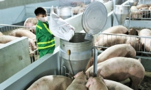 Bắc Kạn ưu tiên các dự án chăn nuôi lợn công nghệ cao