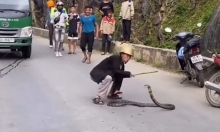 Video: Người đàn ông mạo hiểm bắt rắn hổ mang chúa