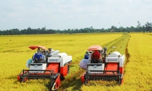 Nỗi lo khi doanh nghiệp Việt chào giá gạo xuất khẩu thấp nhất thế giới
