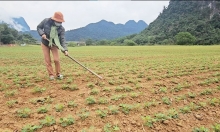 20 tấn lạc giống bán cho nông dân Quảng Bình có dấu hiệu bất thường