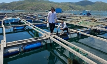 'Báo động đỏ' chất lượng nước 2 vùng nuôi tôm hùm ở Nam Trung bộ