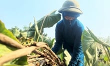 Hà Tĩnh nắng 43 độ C, nông dân loay hoay chống hạn cho cây trồng