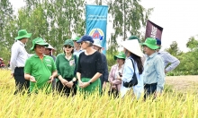 Thành quả đầu tiên của Vinarice trong hành trình 'Canh tác lúa giảm phát thải'