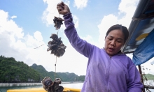 6 khó khăn của ngành nuôi biển Việt Nam