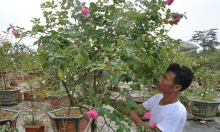 Diện tích trồng hoa, cây cảnh của Hà Nội tăng hơn 13 lần trong 19 năm