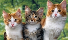 Phú Thọ huy động hơn 88.000 con mèo diệt chuột