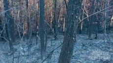 Vụ cháy rừng ở Hà Giang đã được khống chế