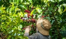 Cà phê Việt Nam thích ứng với quy định chống phá rừng
