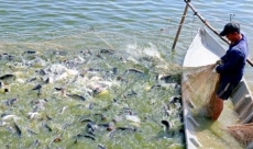Bản tin Thủy sản ngày 26/4/2024: Người nuôi cá tra lỗ trên 200 triệu đồng/ha