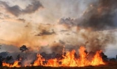 Bản tin Lâm nghiệp ngày 14/3/2024: Cháy rừng khiến gần 250 cây thông bị thiêu rụi