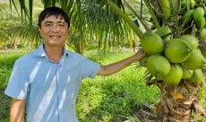 Sản xuất hữu cơ nâng cao giá trị quả dừa
