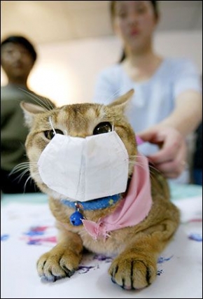  Một con mèo được đeo khẩu trang để phòng dịch. Ảnh Chinadaily