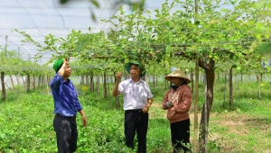 Nông nghiệp công nghệ cao Ninh Thuận: [Bài 3] Tìm cách sớm thoát thực trạng mô hình