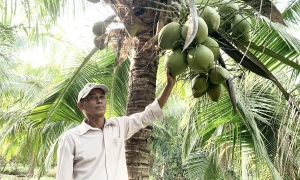 Trà Vinh tổ chức Festival 100 năm cây dừa sáp