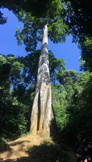 Cây chò chỉ, loài cây độc đáo của Vườn   Quốc gia Cúc Phương luôn vươn về phía   ánh sáng. Ảnh: Phạm Quốc Vinh.
