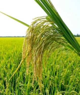 Giống lúa Lộc Trời 28 góp phần nâng cao giá trị hạt gạo Việt