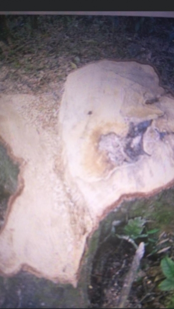 Dấu vết tàn phá rừng phòng hộ ở xã Ngọc Thanh.  Ảnh: Người dân cung cấp.