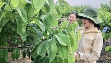 Vùng khó Kông Chro phát triển mạnh cây ăn quả đặc sản