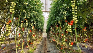 Bí kíp sản xuất cây rau giống ở Mộc Châu