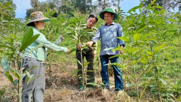 Lào Cai chậm thực hiện trồng rừng thay thế