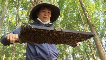 Nuôi 300 thùng ong, thu 30 tấn mật, lãi 500 triệu đồng