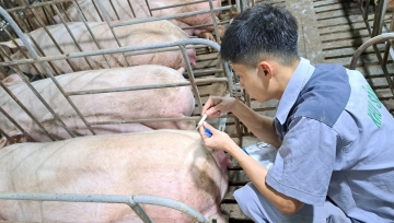 Kon Tum ưu tiên thu hút các dự án chăn nuôi công nghệ cao