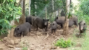 Vùng cao nuôi con đặc sản: [Bài 1] Lợn đen không đủ để bán