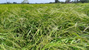 Lúa cỏ có ảnh hưởng đến ngành lúa gạo Việt Nam?