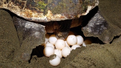 Bản tin Thủy sản ngày 15/5/2024: Cao điểm mùa rùa về đẻ trứng tại Côn Đảo