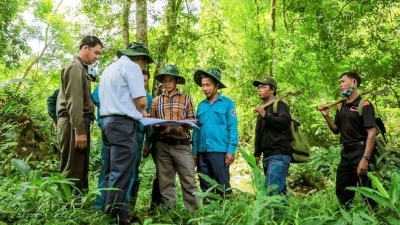 Bản tin Lâm nghiệp ngày 28/5/2024: Nâng mức hỗ trợ, khoán bảo vệ rừng hàng năm