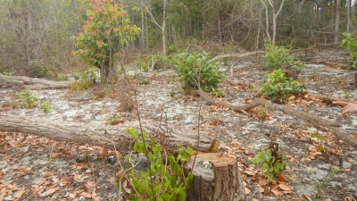 Chủ tịch tỉnh Bình Thuận chỉ đạo xử lý vụ phá cây rừng bằng hóa chất