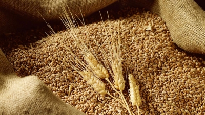 Đề xuất giảm thuế nhập khẩu lúa mỳ về 0%, ngô 3%