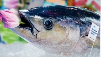 Xuất khẩu cá ngừ sang Ai Cập sụt giảm