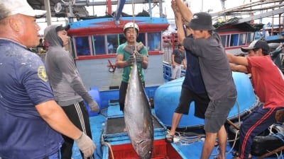 Ngư dân Phú Yên trúng cá ngừ đại dương