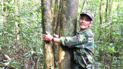 Bảo tồn rừng chè cổ thụ để sản xuất ‘chè tiến vua’