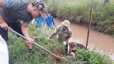 Đau đầu ứng phó chuột hại mùa màng