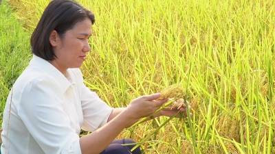 Lợi nhuận tăng gấp đôi nhờ trồng lúa hữu cơ